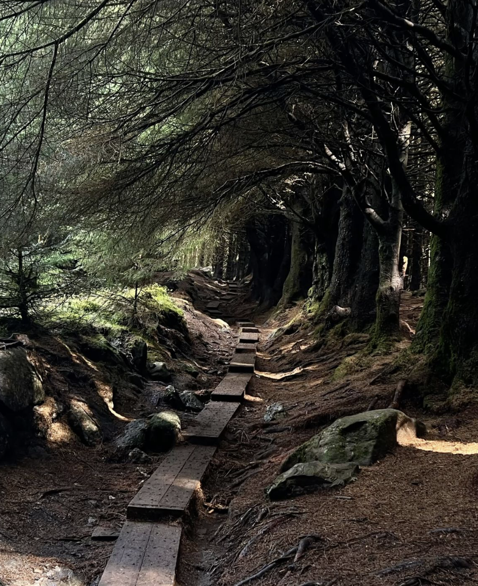 A boardwalk path winding through mossy woodland